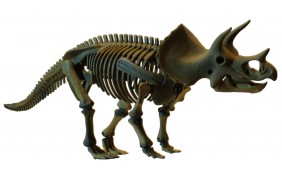 Скелет динозавра трицератопс Cog. Dino Horizons