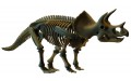 Скелет динозавра трицератопс Cog. Dino Horizons