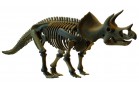 Скелет динозавра трицератопс Cog. Dino Horizons