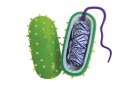 Bacteria (Бактерия)